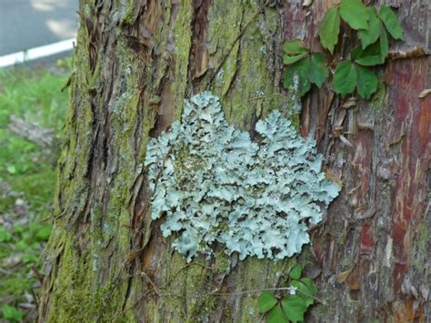 水和木|ウメノキゴケが庭木に発生！害の有無・防除方法と対策・染めに。